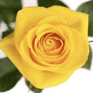 ROSE MOMENTUM - 60 CM